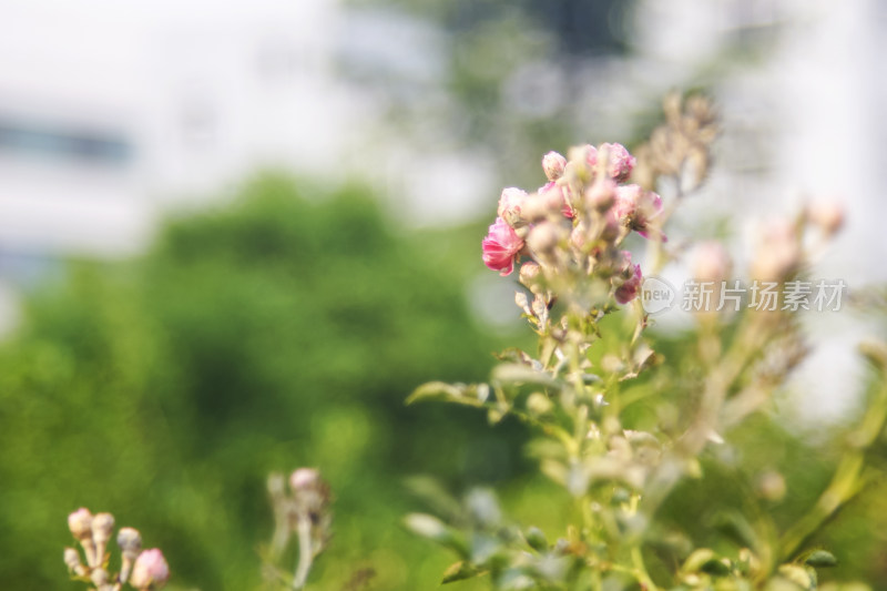 威海市高区恒瑞街国税小区围墙上的蔷薇花