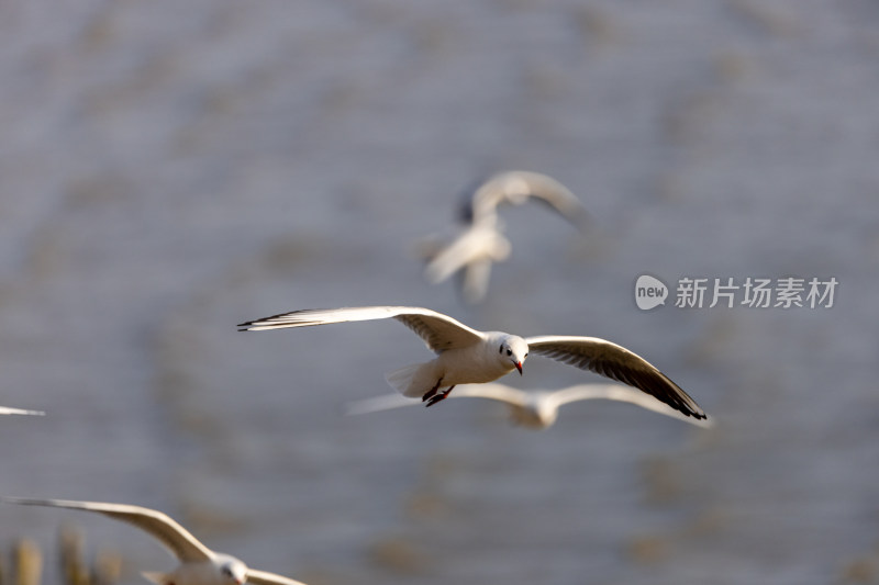 海鸥、红嘴鸥