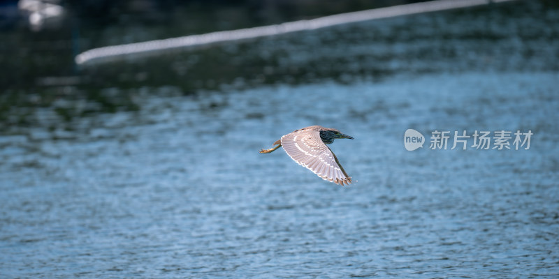 夜鹭（Nycticorax nycticorax）