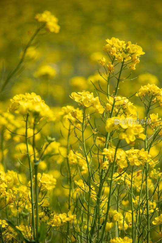 春天野外金灿灿的油菜花田金黄色花海