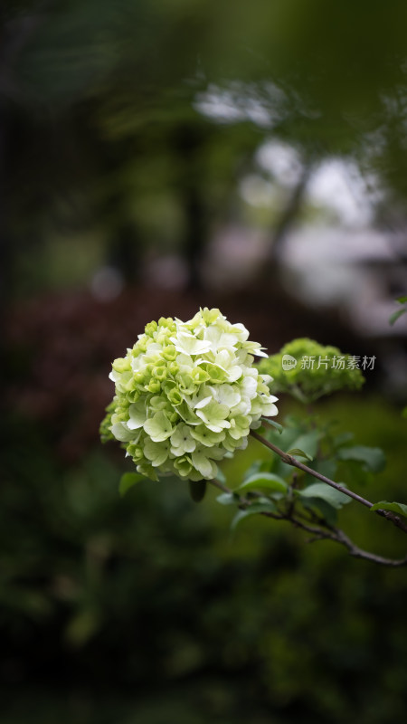 绿色绣球花特写，背景模糊的自然景象