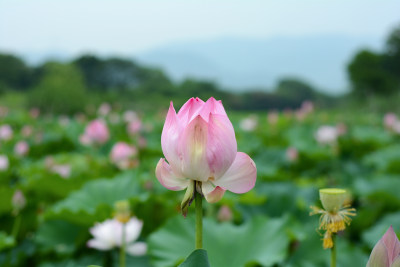 盛开的荷花