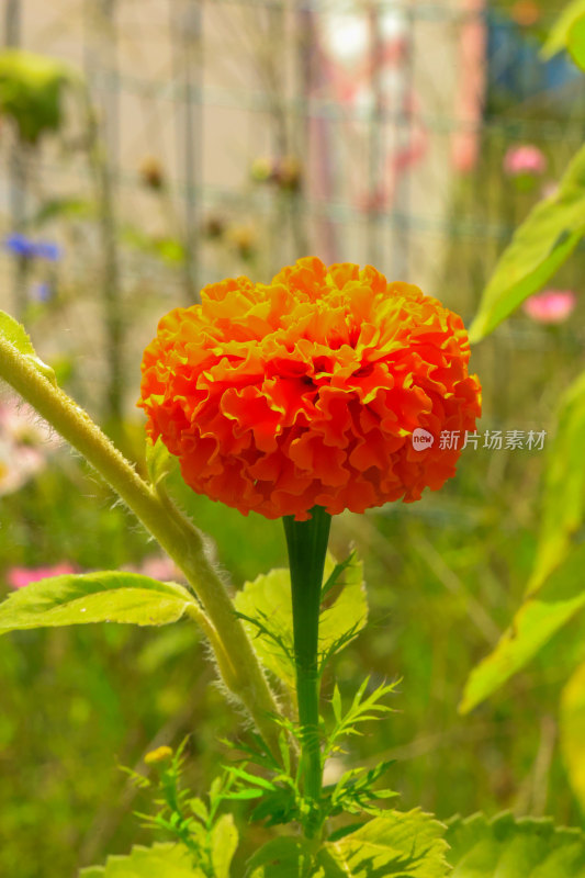 特写橙色万寿菊花卉