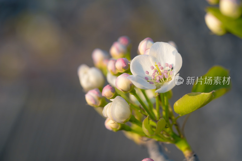 春季东北梨花花朵特写