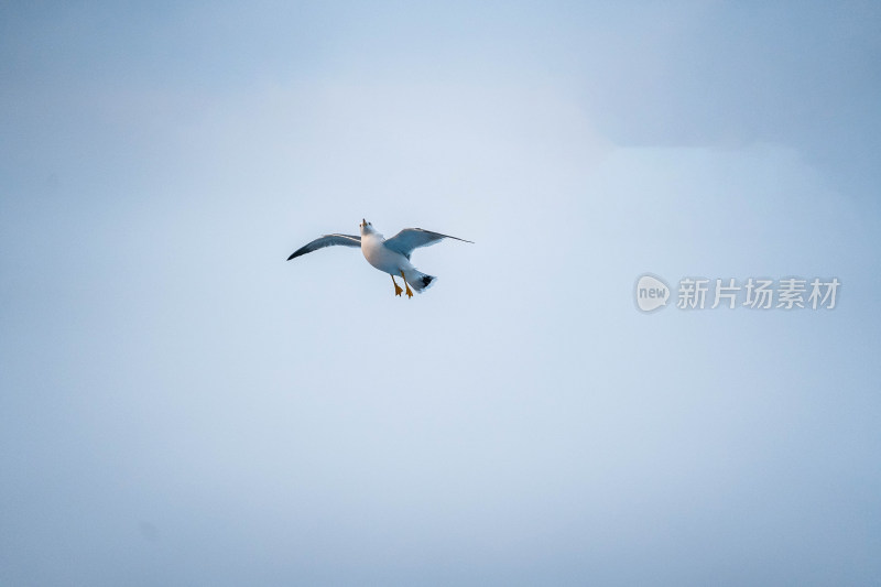 蓝天中飞翔的海鸥