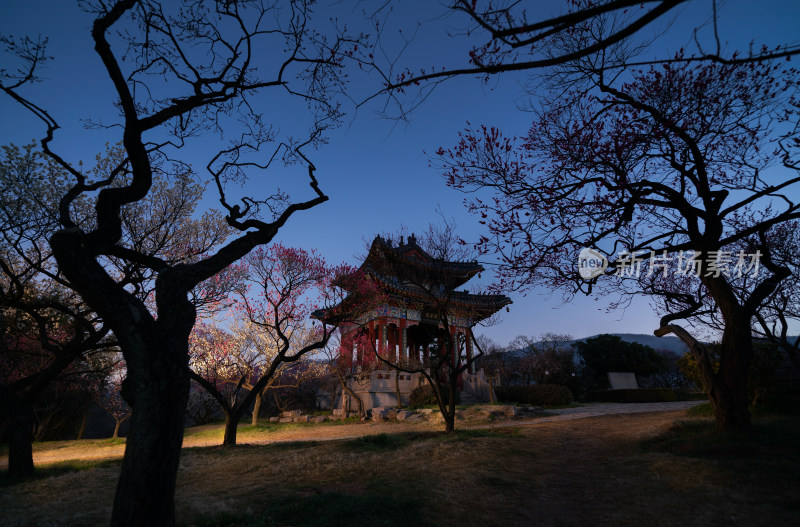 暮色中古典亭子与开花树木的美景