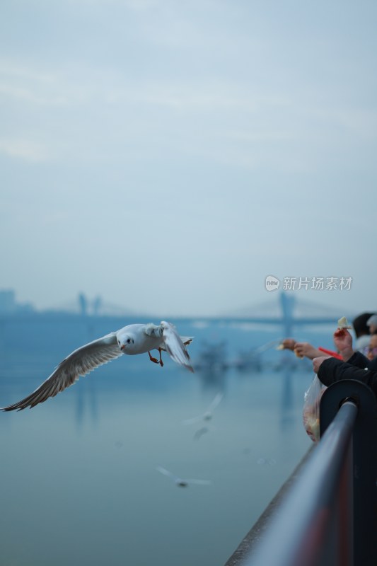 飞翔的海鸥场景