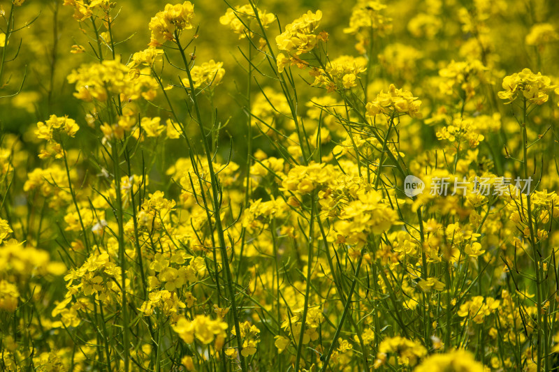 春天野外金灿灿的油菜花田金黄色花海