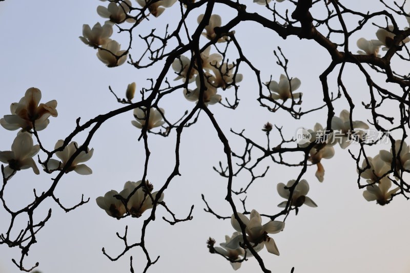 玉兰花枝与天空景致