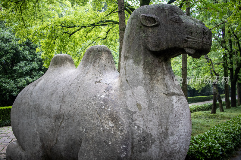 南京钟山风景区明孝陵神道骆驼石雕特写