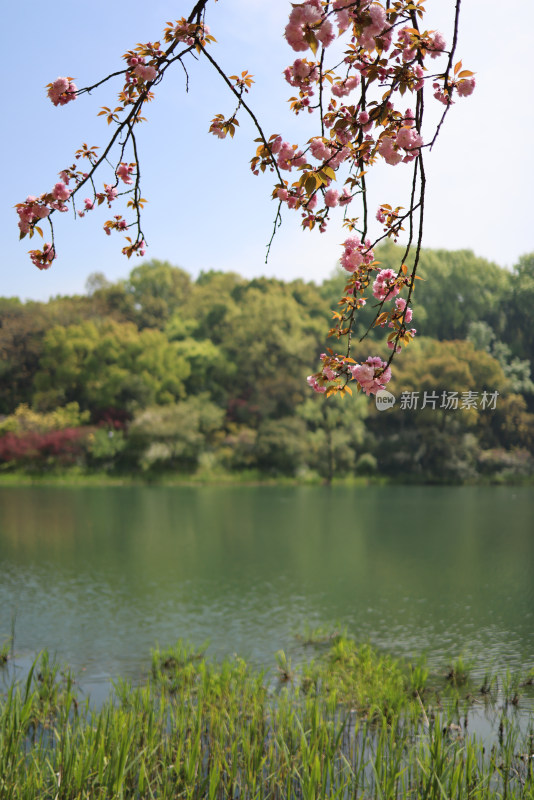 杭州西湖风景区乌龟潭的晚樱