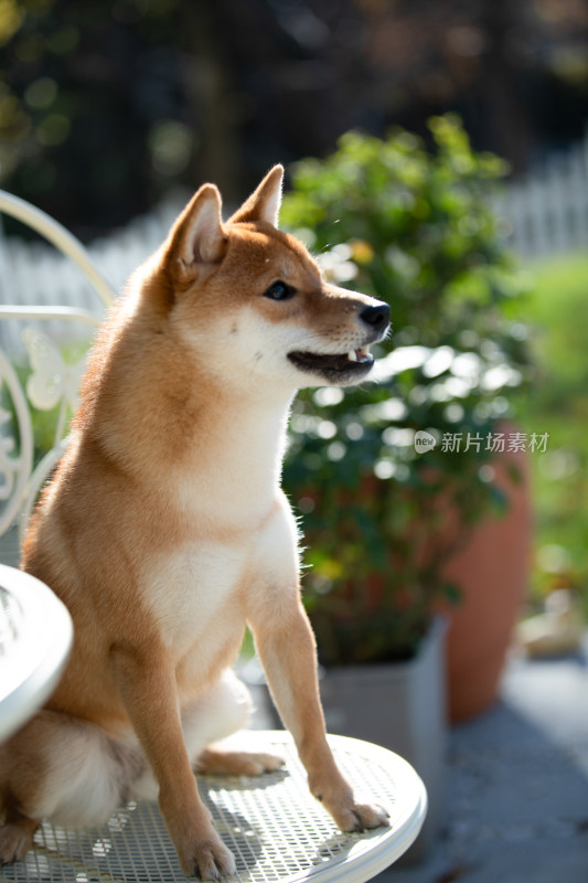 坐在白色椅子上的柴犬