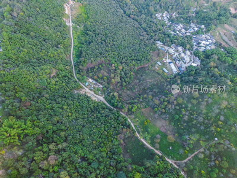 航拍被森林环绕的景迈山村庄全景