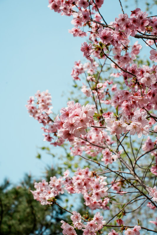 北京玉渊潭公园樱花节樱花