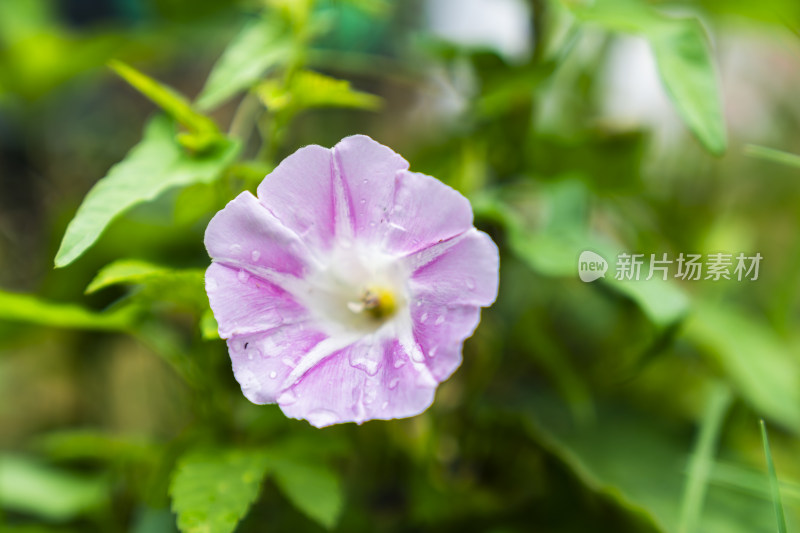 带水珠的紫色牵牛花近景特写