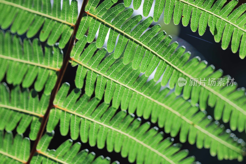 绿色蕨类植物叶片特写