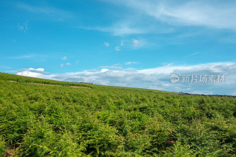 蓝天下的绿色种植园