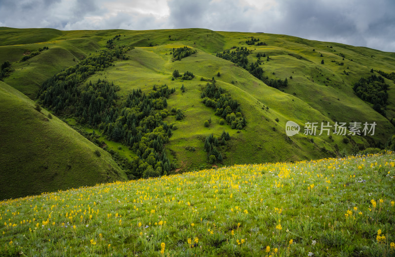 川西高原山脉盛开花海草原风光