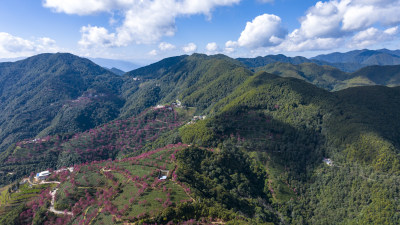 大理无量山樱花谷