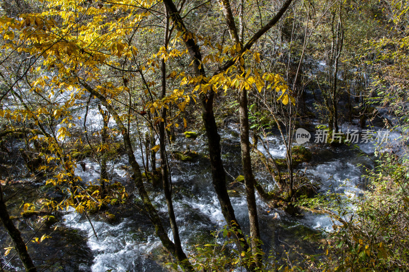 九寨沟秋色，山间黄叶溪流