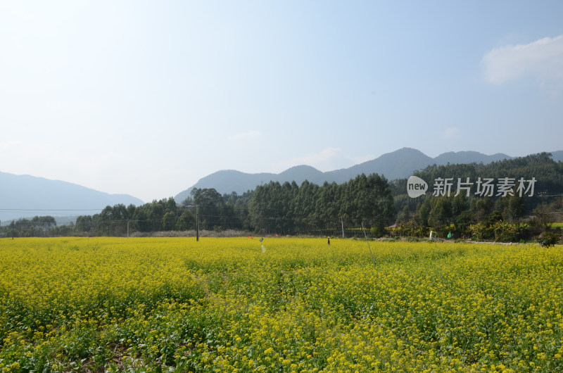 春天盛开的油菜花田