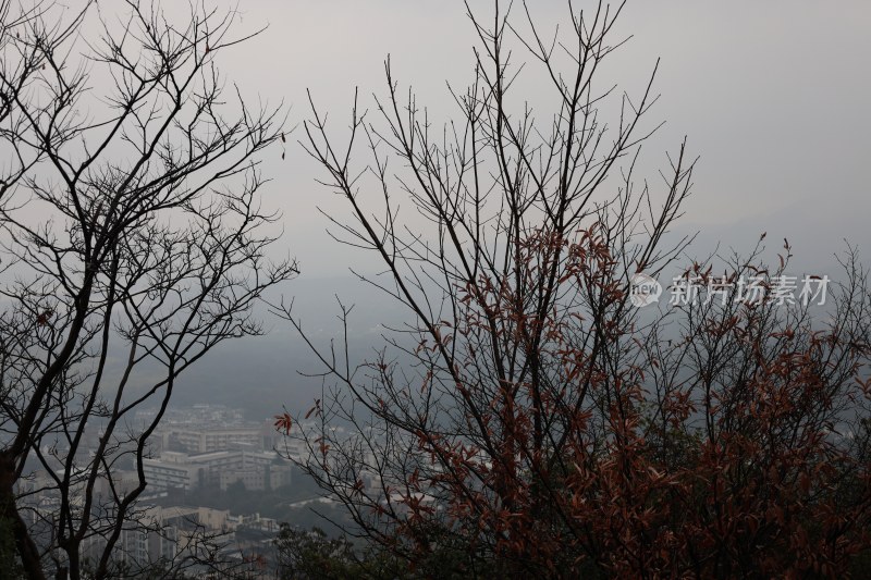 雾中树木与城市远景