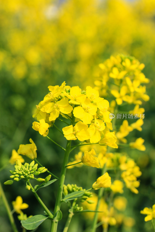 春天金黄的油菜花