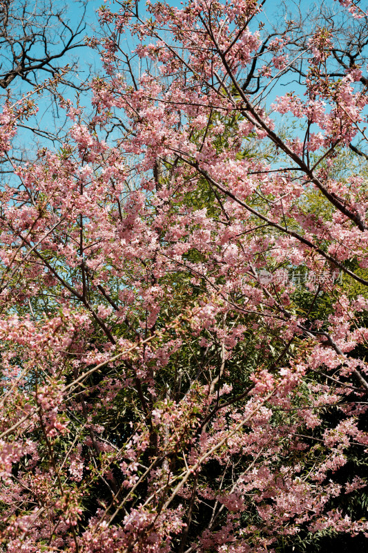 北京玉渊潭公园樱花节樱花树樱花