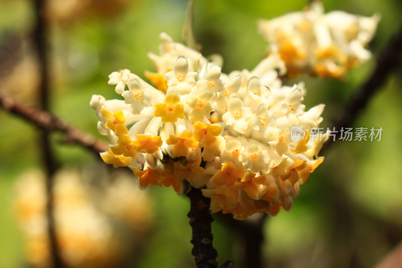 完全绽放的结香花实拍