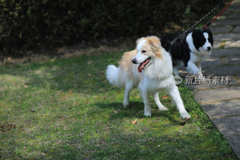 狗在草地上奔跑的特写镜头