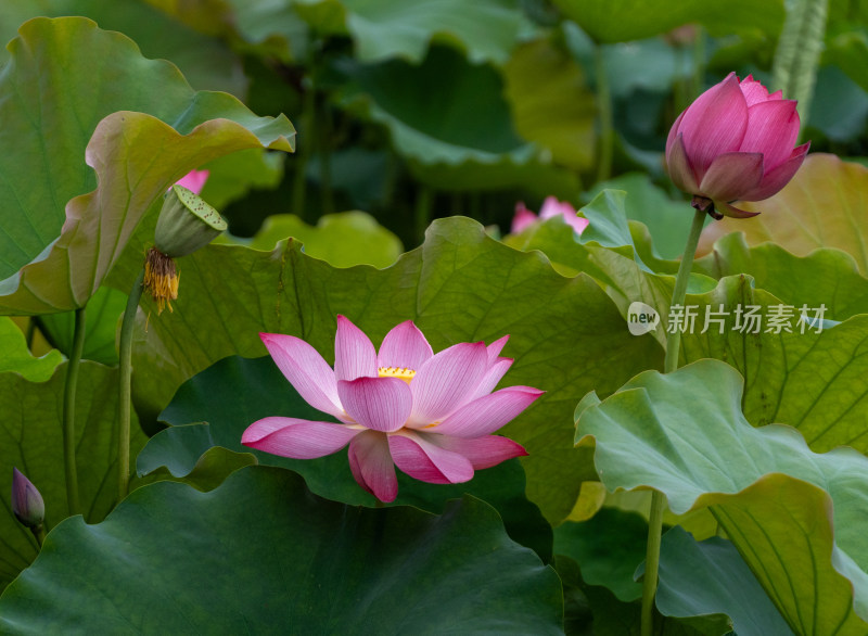 粉色荷花特写镜头