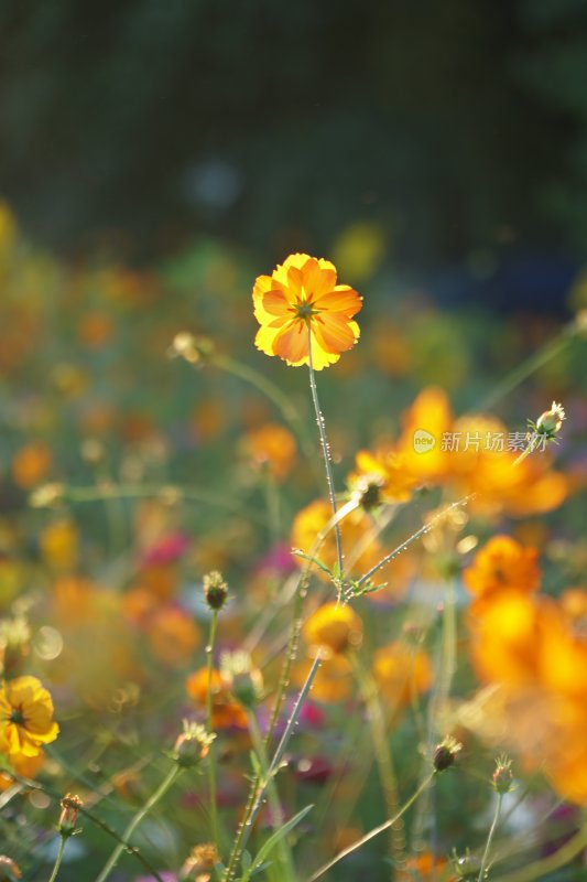 野菊花系列