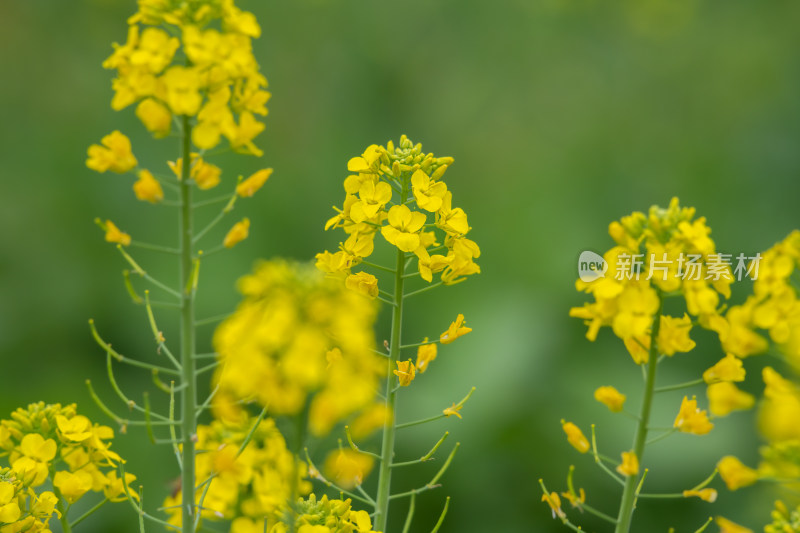 春天油菜花盛开