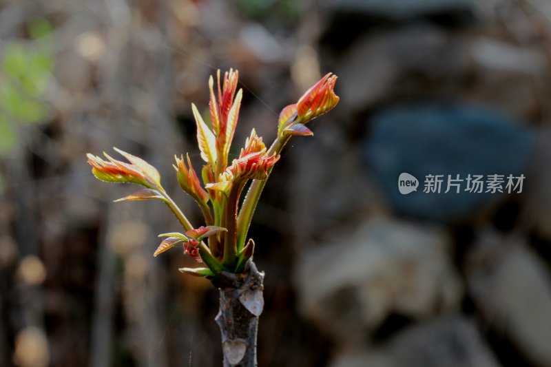 香椿芽春天