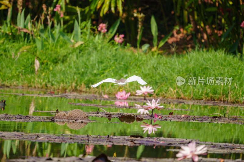 荷塘水面上飞翔的池鹭