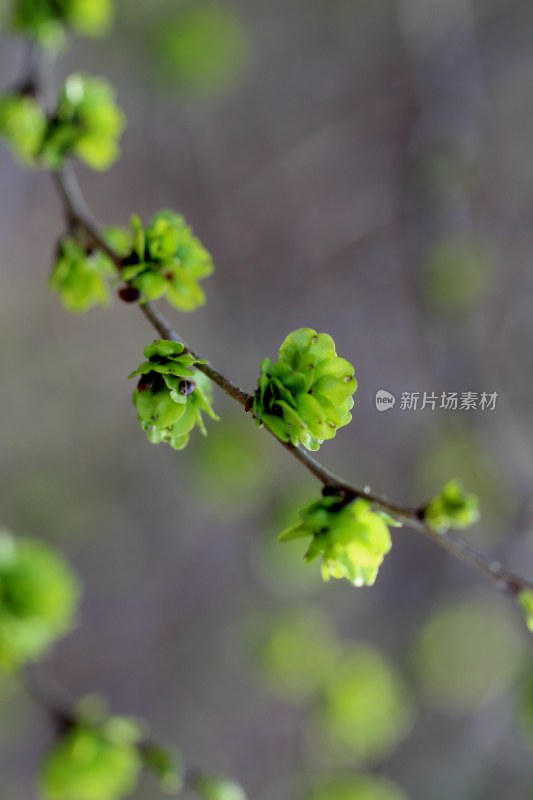 春天榆树长出榆钱