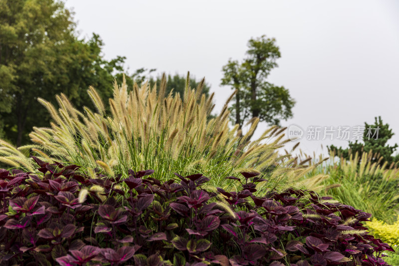 花卉植物阳光逆光花草