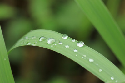 绿色叶片上的水珠水滴素材背景