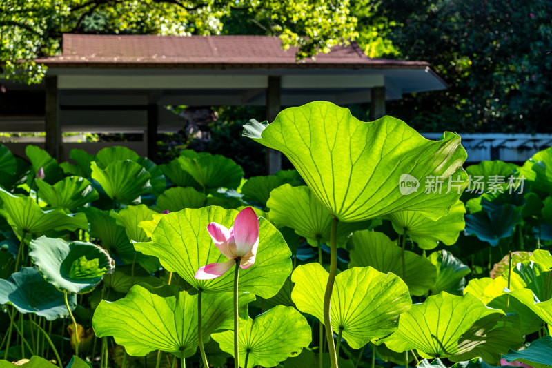 上海人民公园夏日荷花自然建筑景观