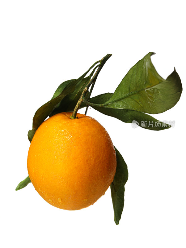 一个新鲜水果赣南脐橙的白底图