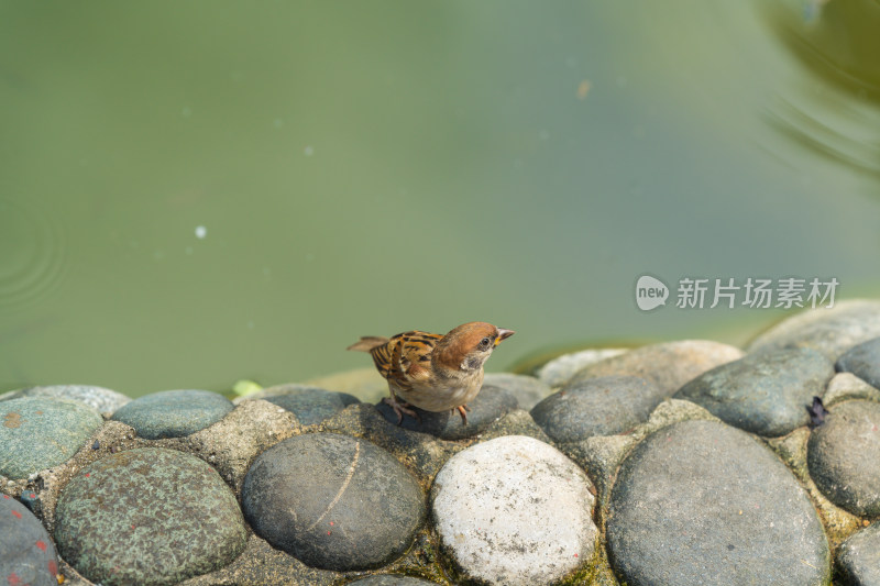 栖息在水域旁岩石上的麻雀