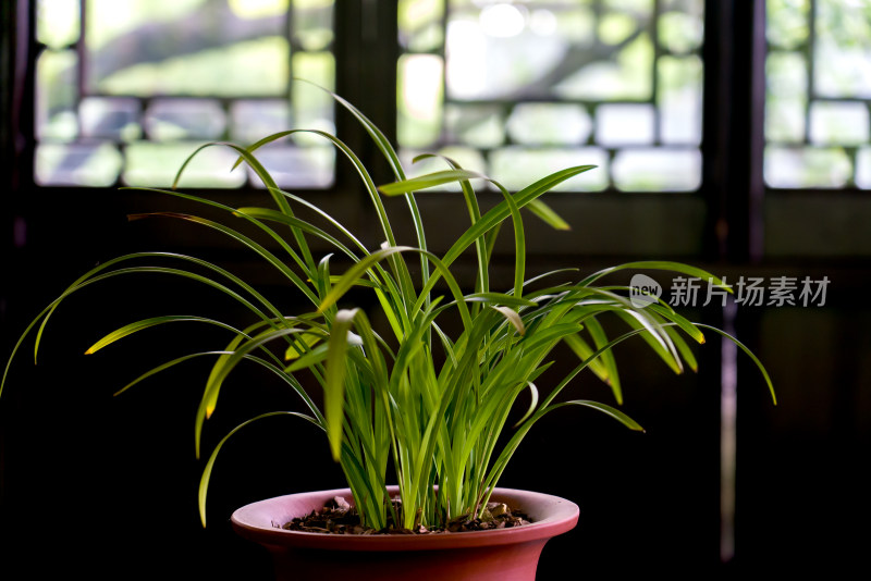 室内兰花兰草开花盆栽植物中式家具传统文化