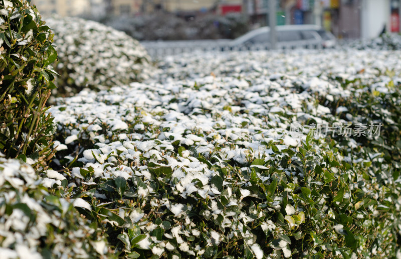 落雪的冬青树