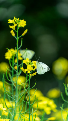 油菜花 蝴蝶