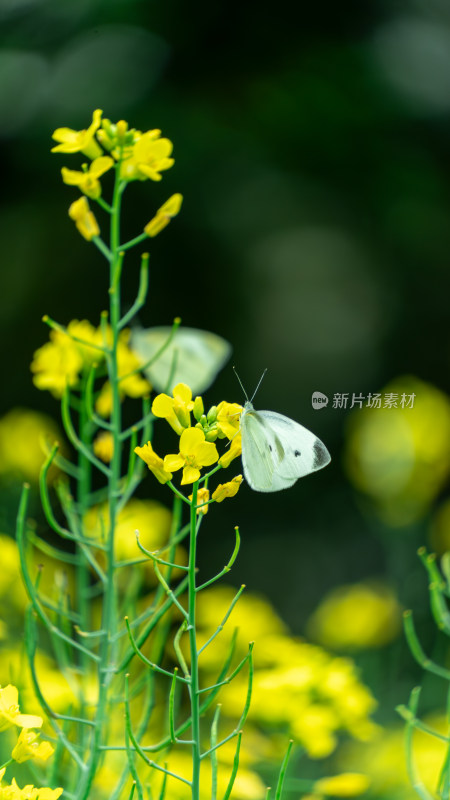 油菜花 蝴蝶