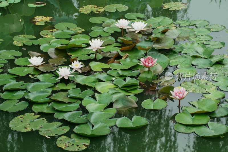 北京国家植物园睡莲