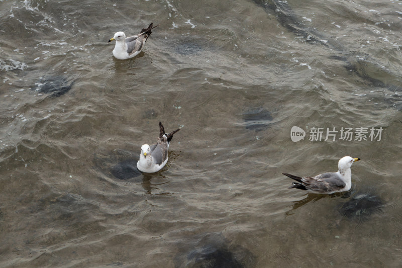 水波荡漾的海面上的海鸥