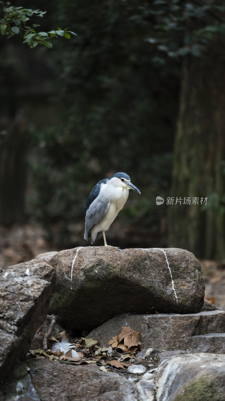 岩石上站立的夜鹭