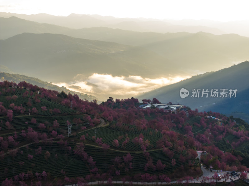 大理无量山樱花谷