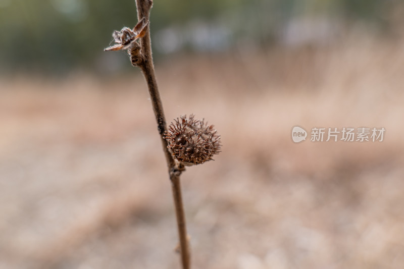 带刺果实挂在干枯树枝上的特写